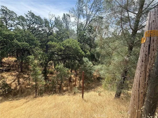 a view of a yard with large tree