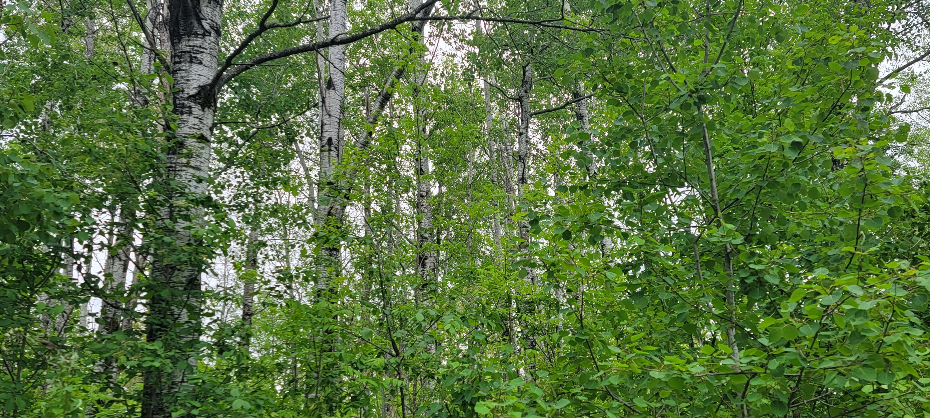1 Rte Van Buren Me 04785 Route Van Buren, ME 04785 - Photo 17 of 27 Mature trees1/2 L