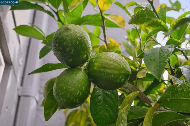 a view of a flower in a garden
