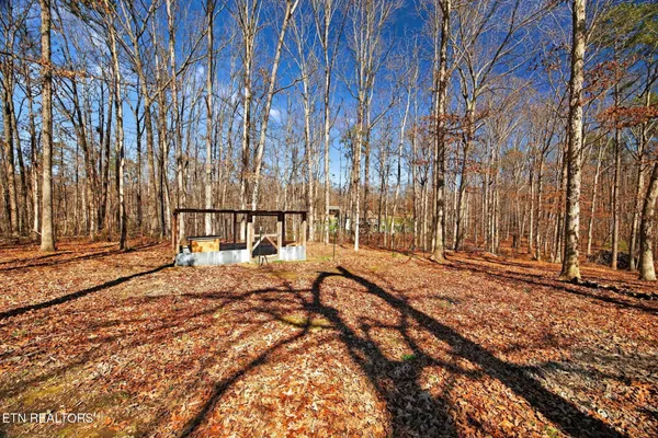 a view of a yard with large trees