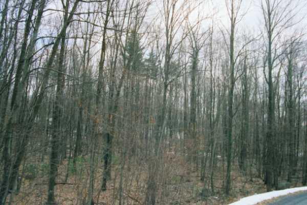 13 Tara Hill Road Bartonsville, PA 18321 - Photo 8 of 8 a view of a forest