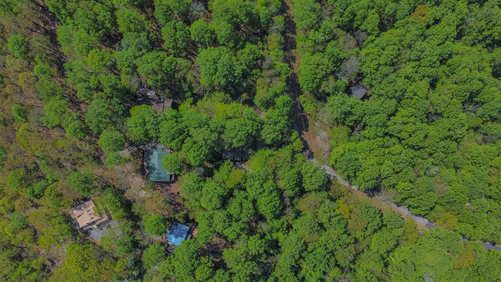 1213 Mountain Oak Road Ellijay, GA 30536 - Photo 60 of 65 a view of a forest with a tree