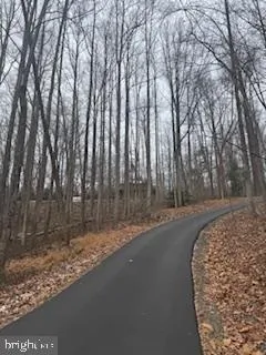 a view of a backyard with large trees