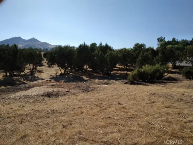 a view of a dry yard with trees