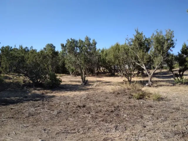 a view of open space with trees