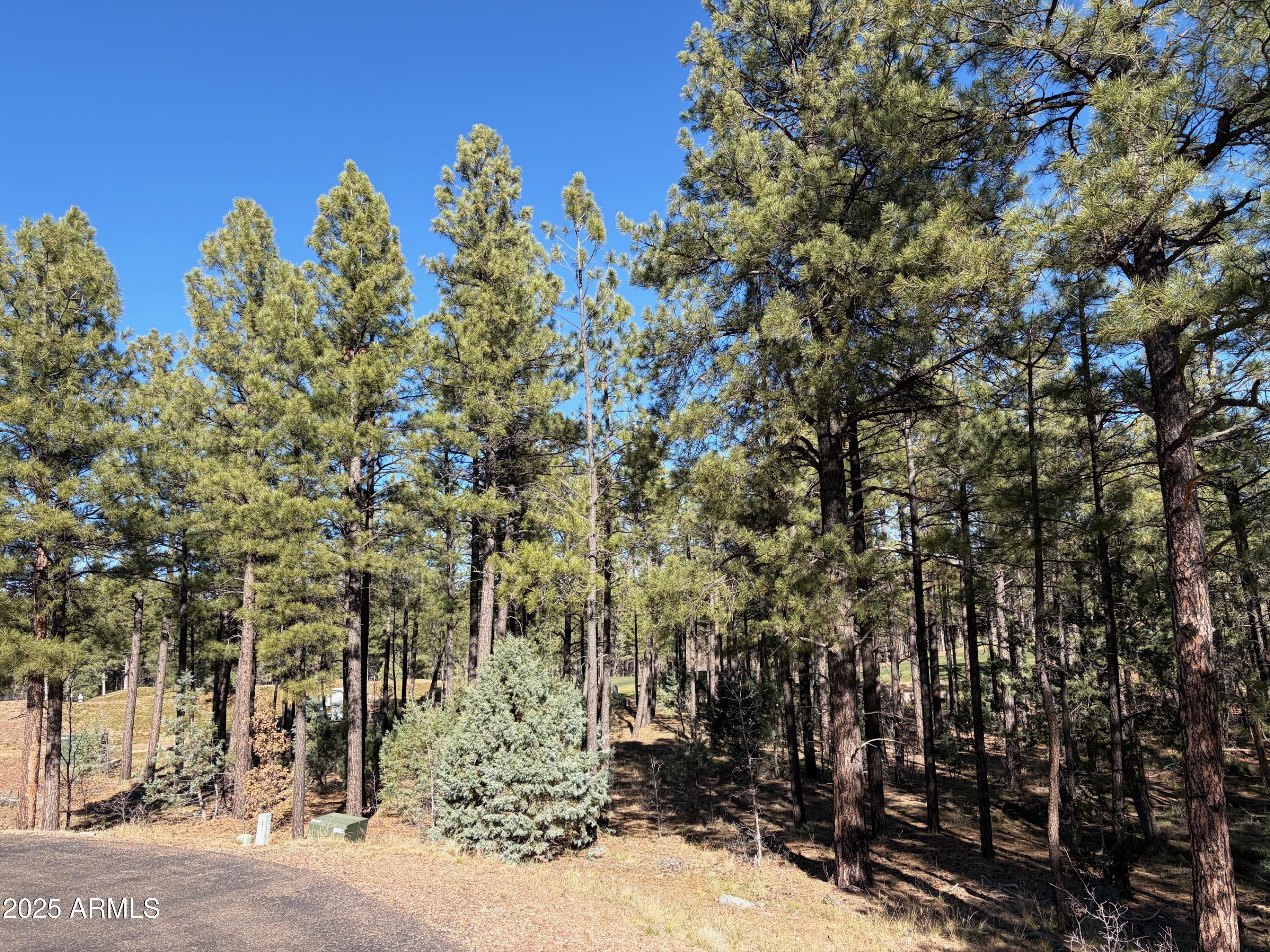 a view of a bunch of trees