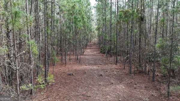 a view of a forest with trees in the background