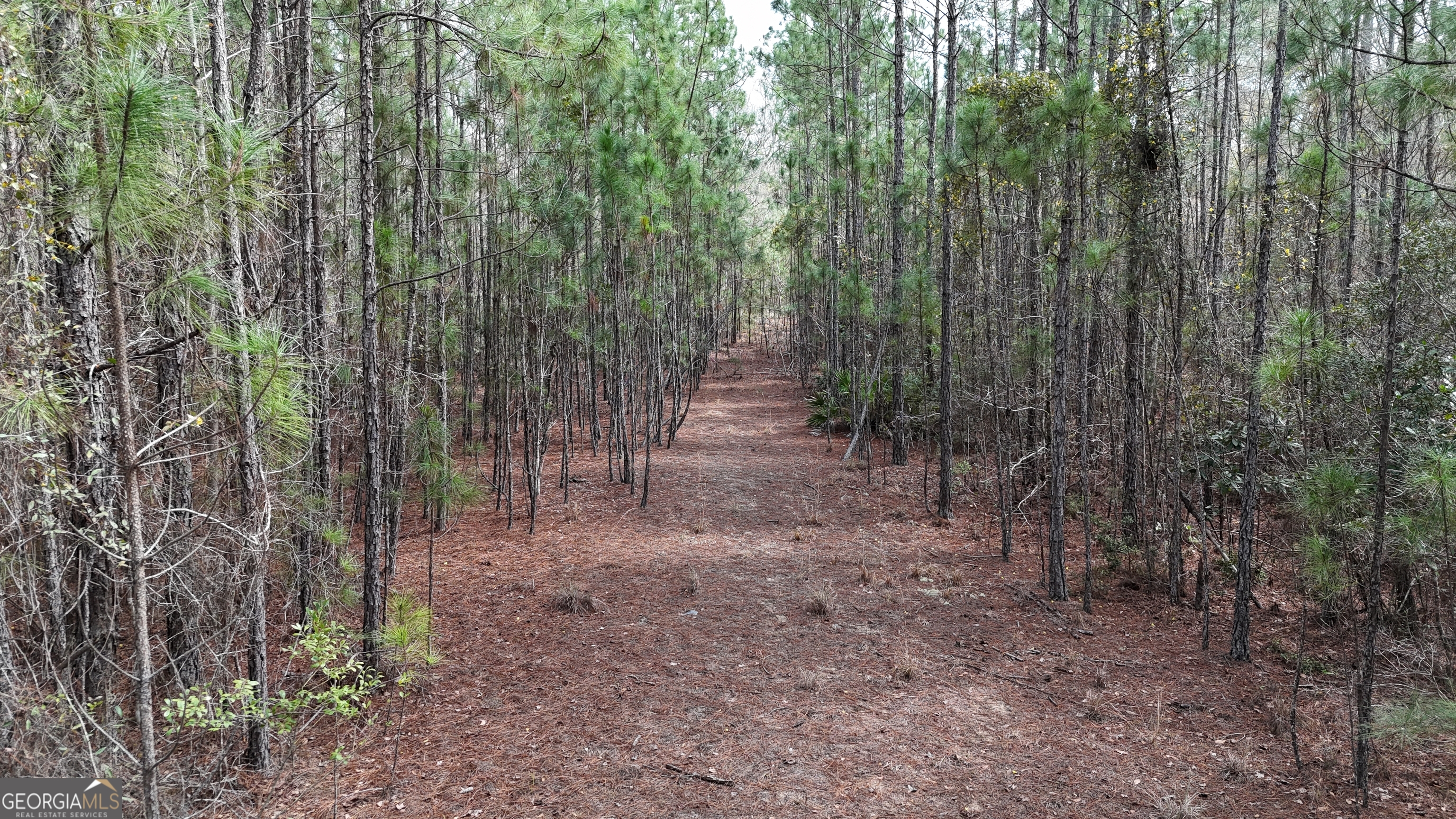 75 Lila Lane Pembroke, GA 31321 - Photo 1 of 7 a view of a forest with trees in the background