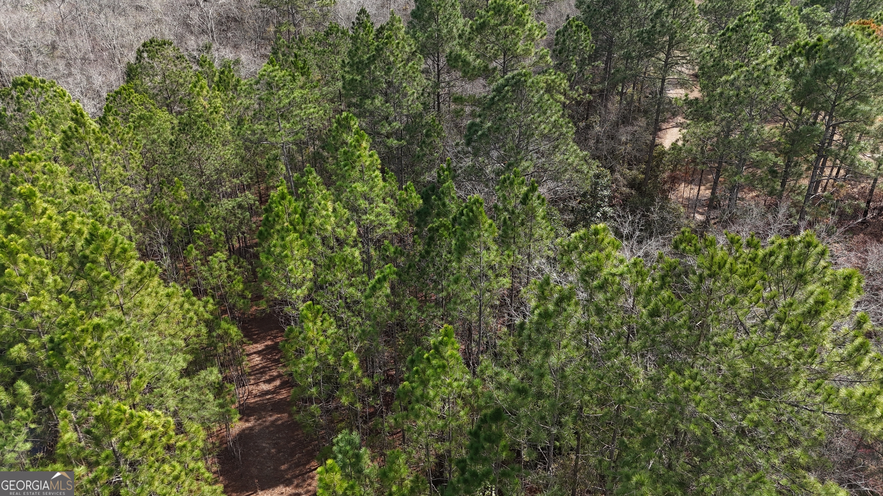75 Lila Lane Pembroke, GA 31321 - Photo 5 of 7 a view of a lush green forest