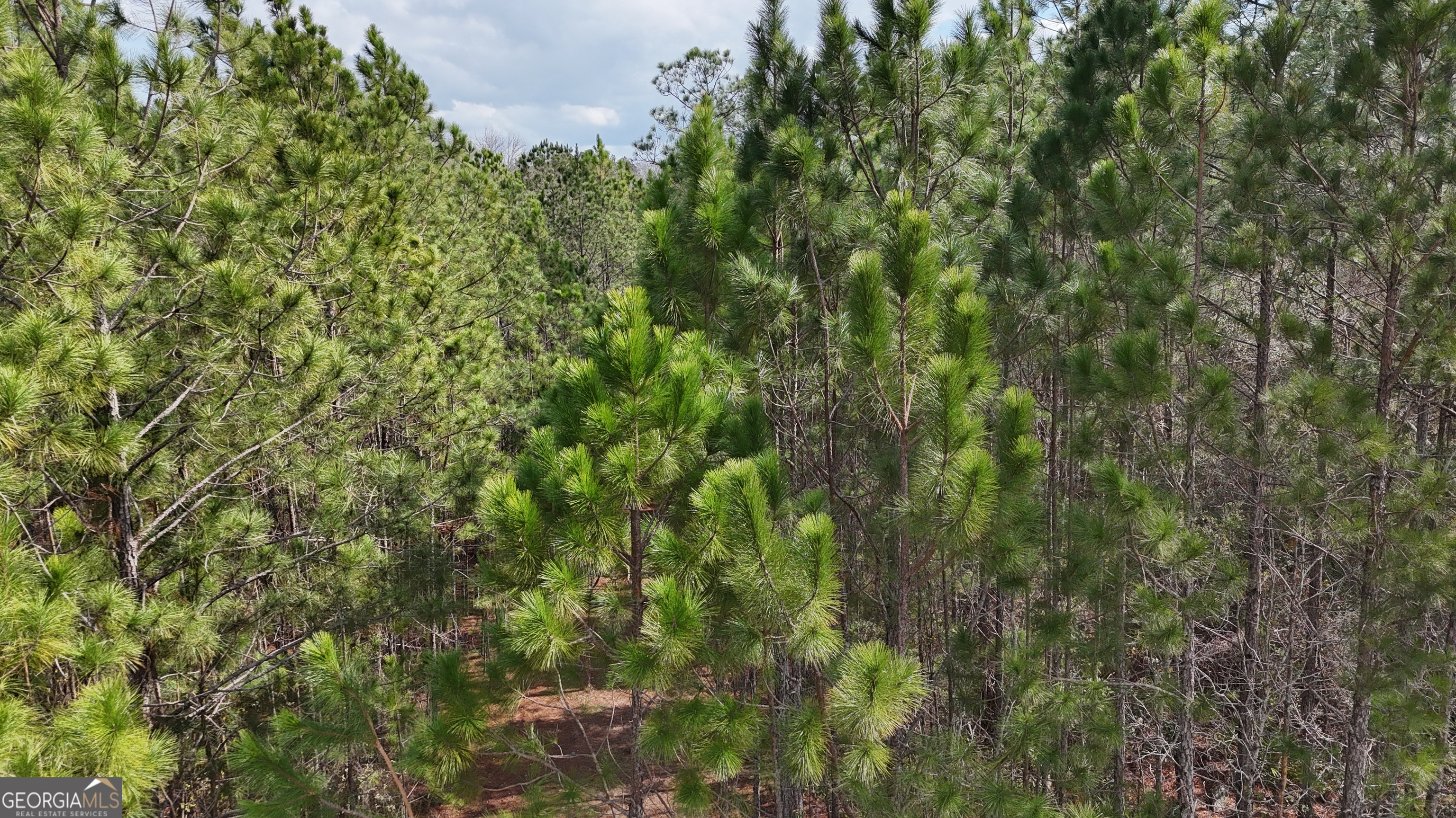 75 Lila Lane Pembroke, GA 31321 - Photo 6 of 7 a view of a lush green forest