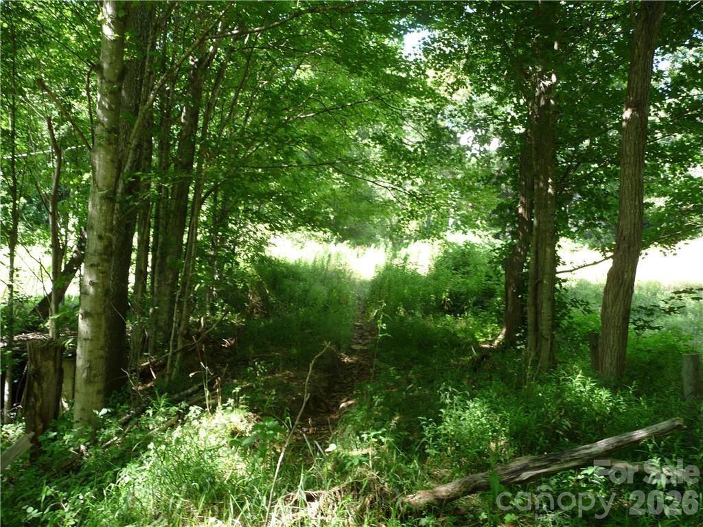 3771 Highway 421 Vilas, NC 28692 - Photo 14 of 18 a view of a lush green forest