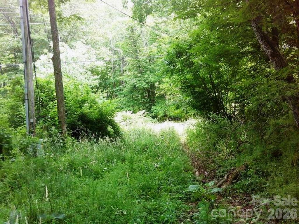 3771 Highway 421 Vilas, NC 28692 - Photo 17 of 18 a view of a lush green forest