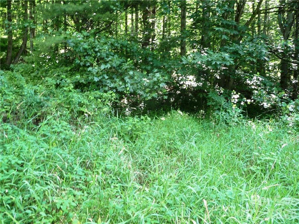 3771 Highway 421 Vilas, NC 28692 - Photo 4 of 18 a view of a lush green plant