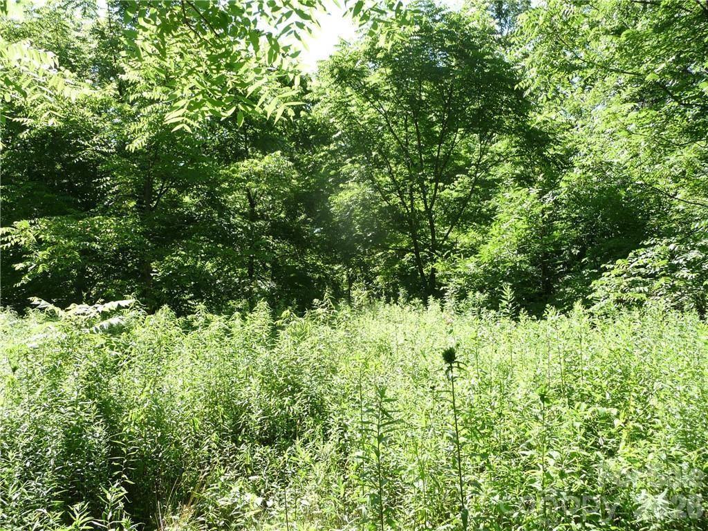 3771 Highway 421 Vilas, NC 28692 - Photo 6 of 18 a view of a lush green forest