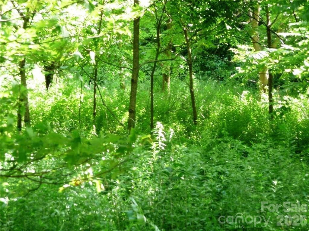 3771 Highway 421 Vilas, NC 28692 - Photo 7 of 18 a view of a lush green forest