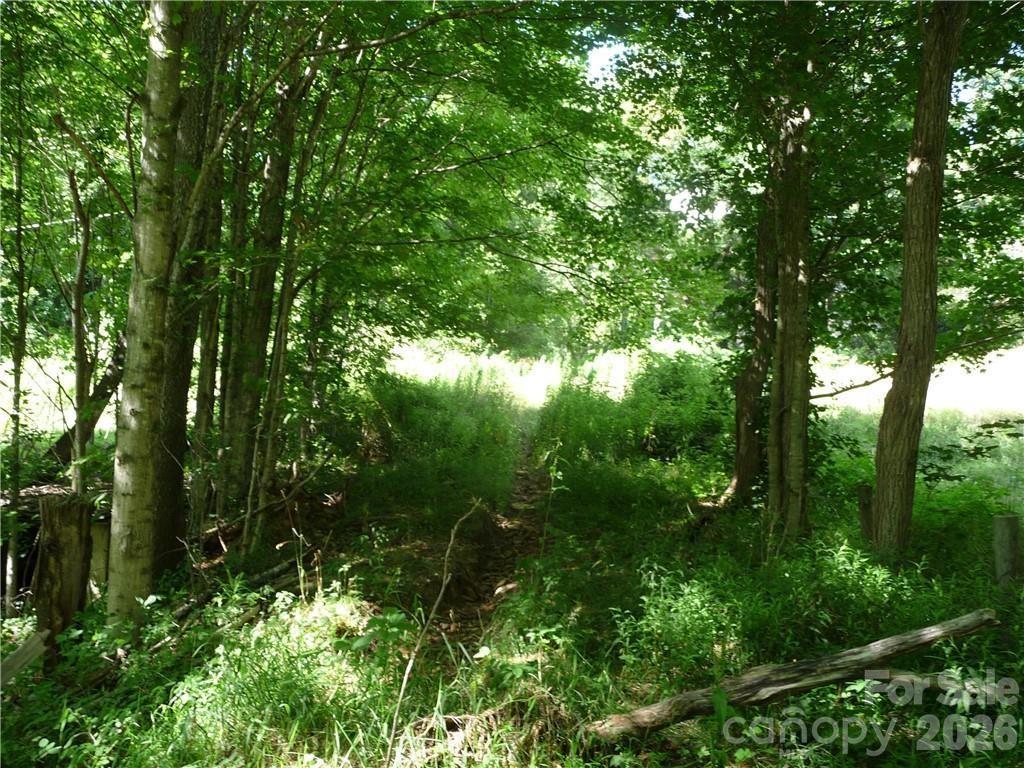 3771 Highway 421 Vilas, NC 28692 - Photo 8 of 18 a view of a lush green forest
