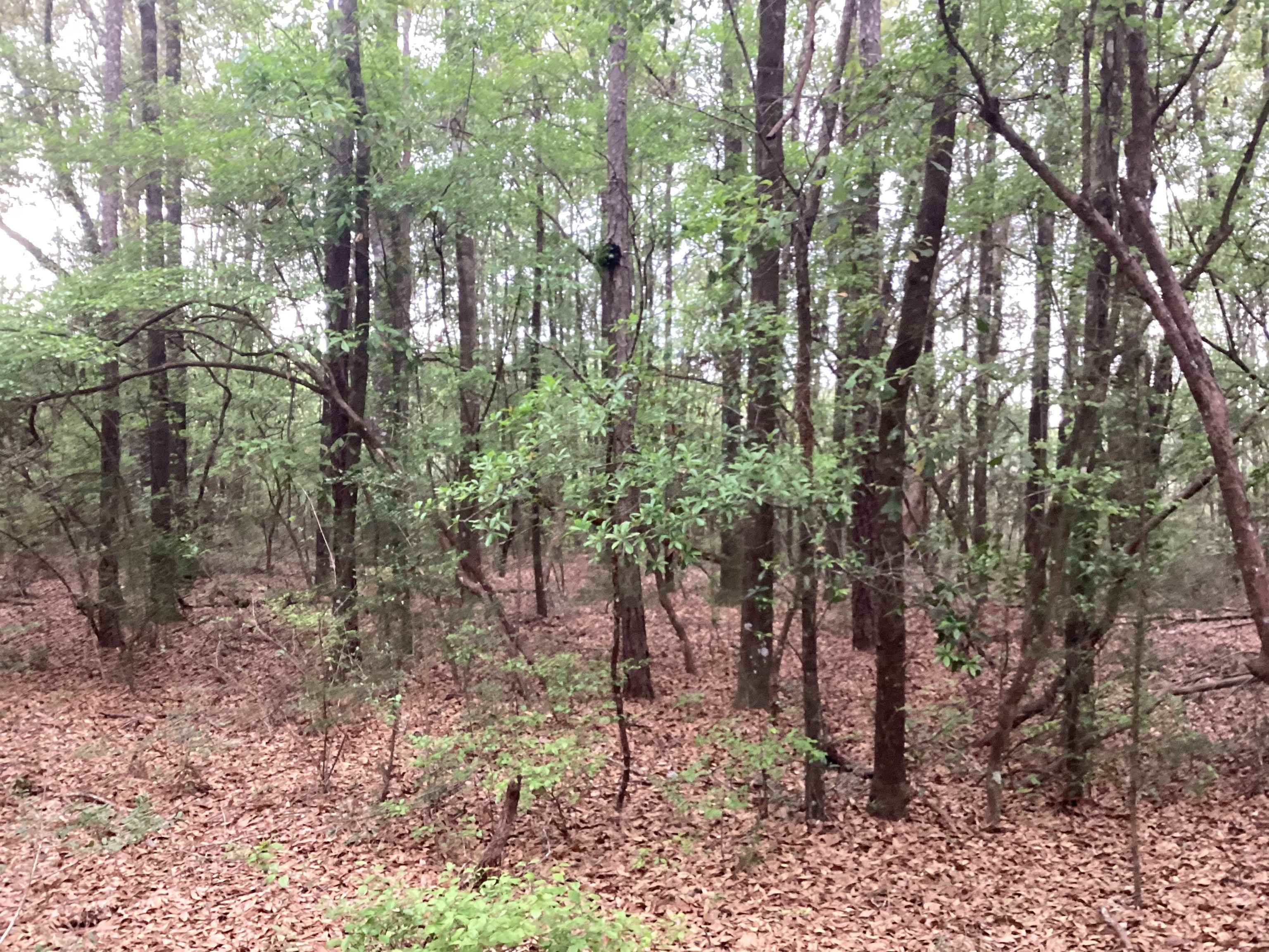 9 Beda Wing, AL 36483 - Photo 7 of 13 Gallery Image 7