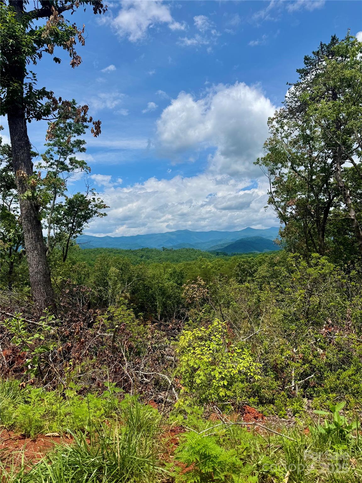 a view of a garden with plants and large trees