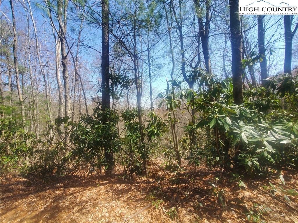 Falcon Ridge Trail West Jefferson, NC 28694 - Photo 11 of 16 a view of a tree with lots of bushes