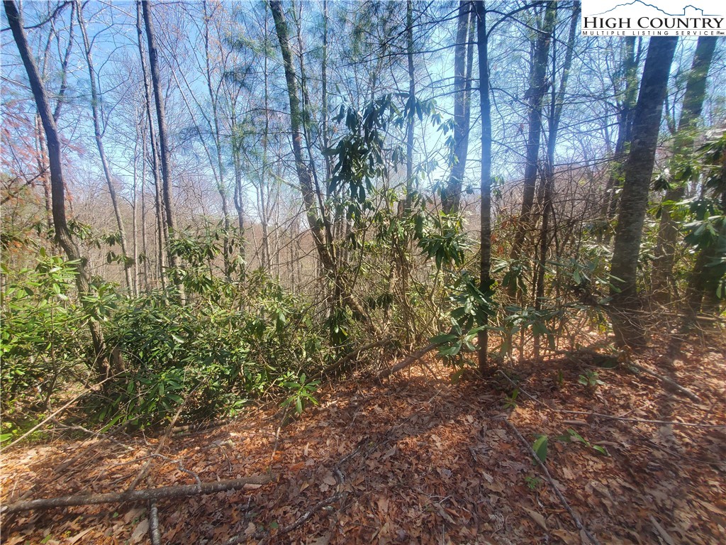 Falcon Ridge Trail West Jefferson, NC 28694 - Photo 7 of 16 a view of a yard with plants and trees