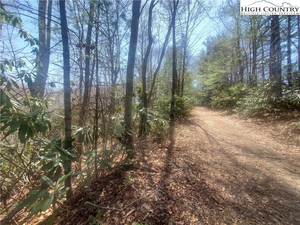 Falcon Ridge Trail West Jefferson, NC 28694 - Photo 8 of 16 a view of a forest with trees