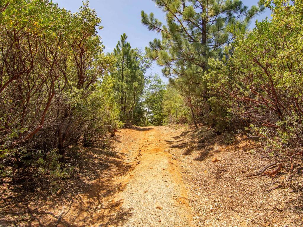 7 West Incense Cedar Road Julian, CA 92036 - Photo 8 of 24 a view of a yard with large trees