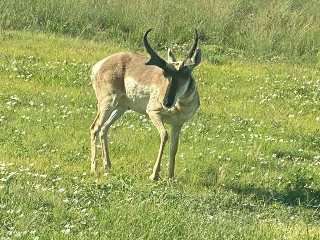 74 Stonebridge Gate Road Amarillo, TX 79124 - Photo 50 of 60 Wildlife