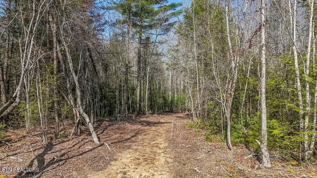 460 Twin Bridge Road Deer Lodge, TN 37726 - Photo 11 of 30 tempImageisMFbG