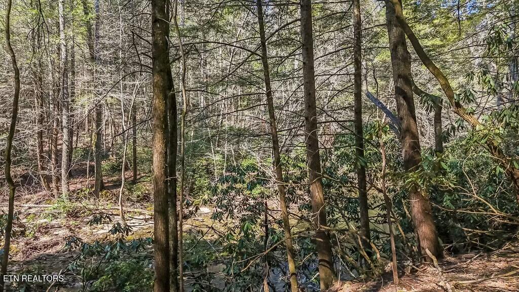 460 Twin Bridge Road Deer Lodge, TN 37726 - Photo 21 of 30 tempImageR8NDV7
