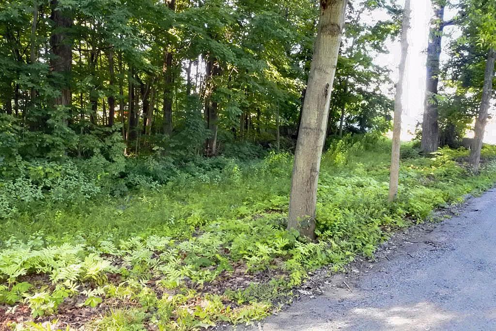 0 East Creek Road Castleton, VT 05735 - Photo 5 of 10