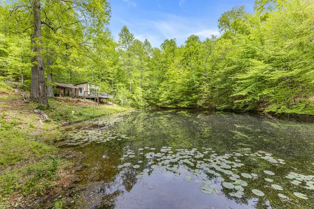 a view of a yard with plants and large trees