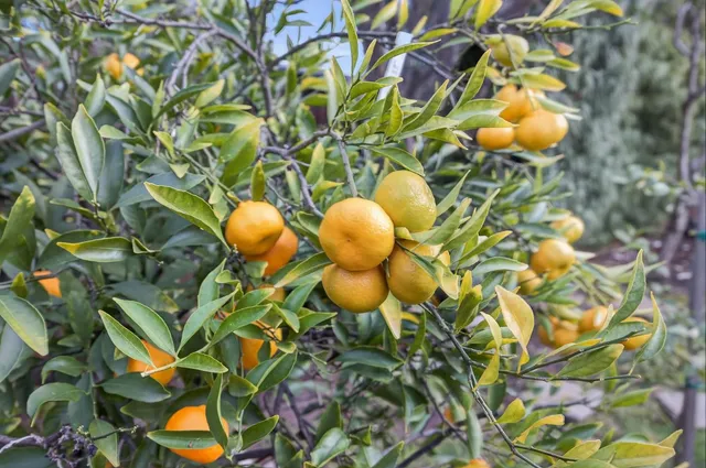 $1,249,000 | 1420 La Paz Drive, Ojai, CA 93023