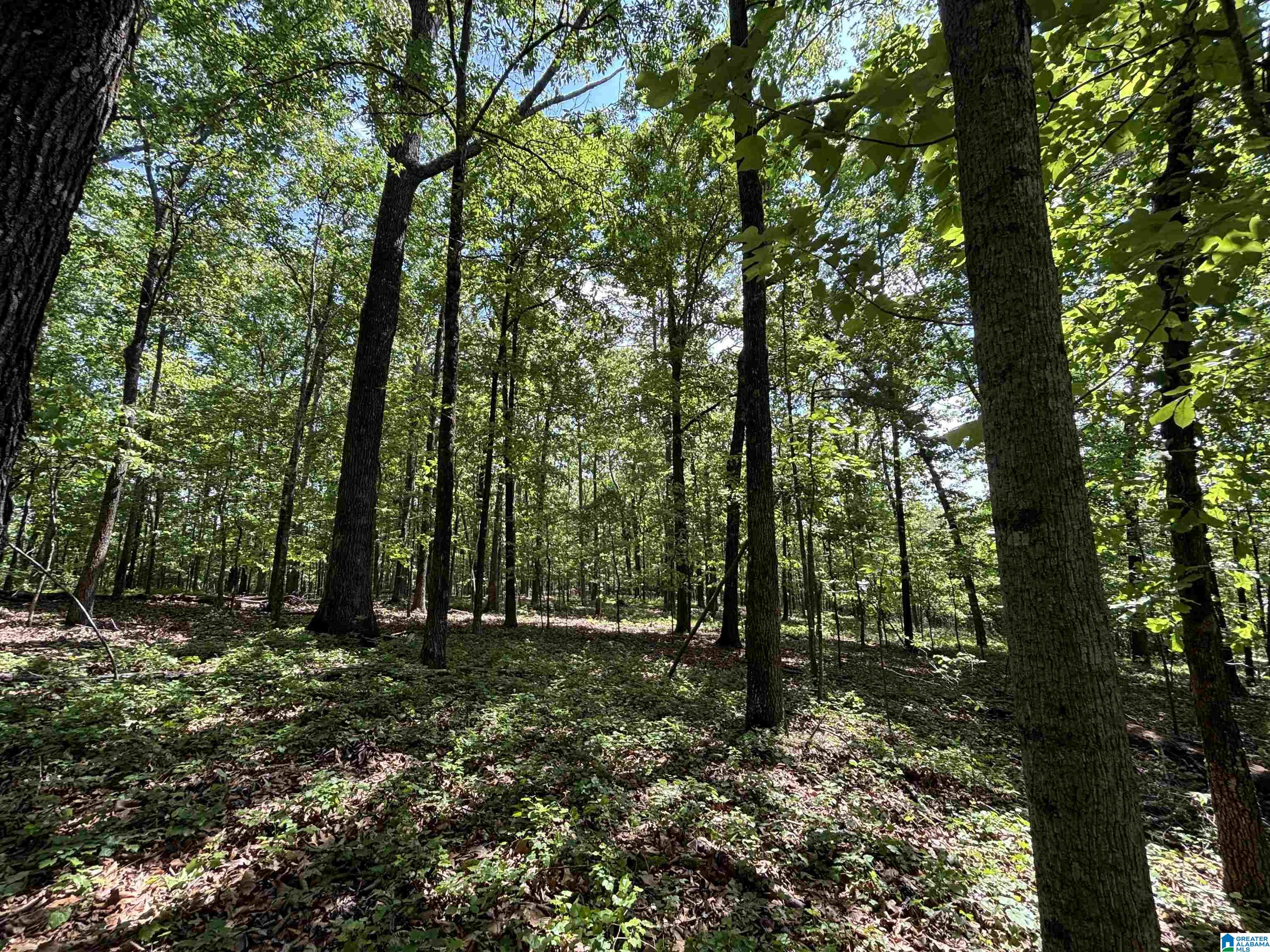 Colvin Springs Road, Unit 6 Ashville, AL 35953 - Photo 12 of 18