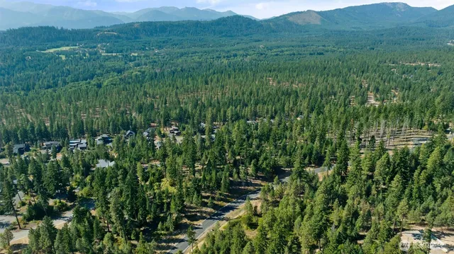 a view of a lush green forest with trees in the background