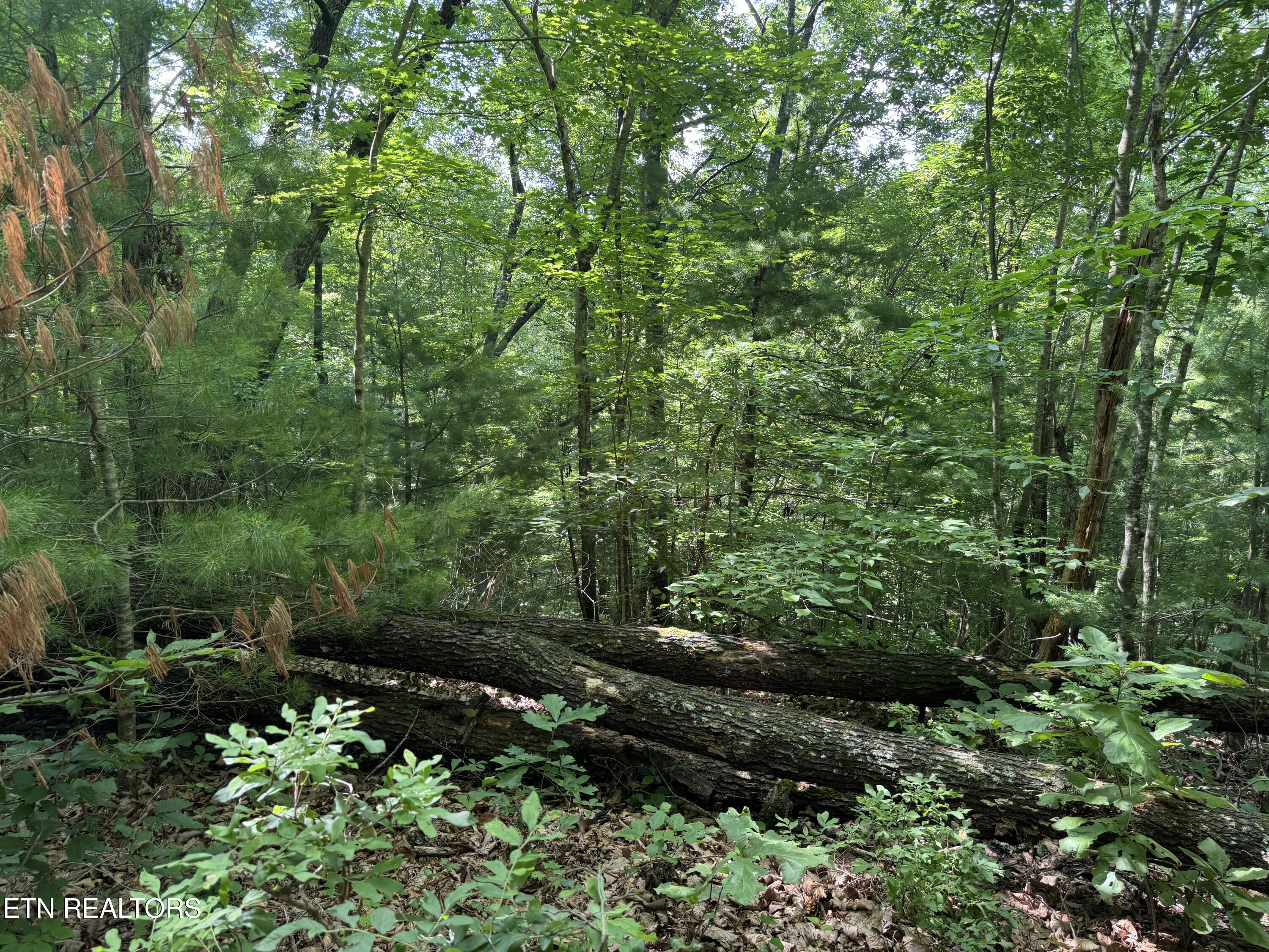332 Padgett Mill Road Cosby, TN 37722 - Photo 35 of 41 IMG_0358