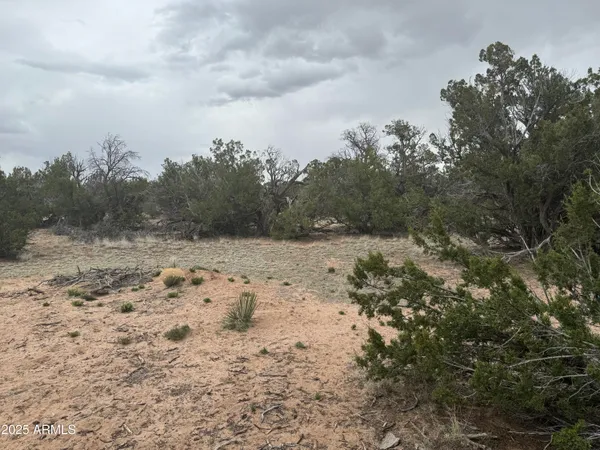 a view of a dry yard covered with trees
