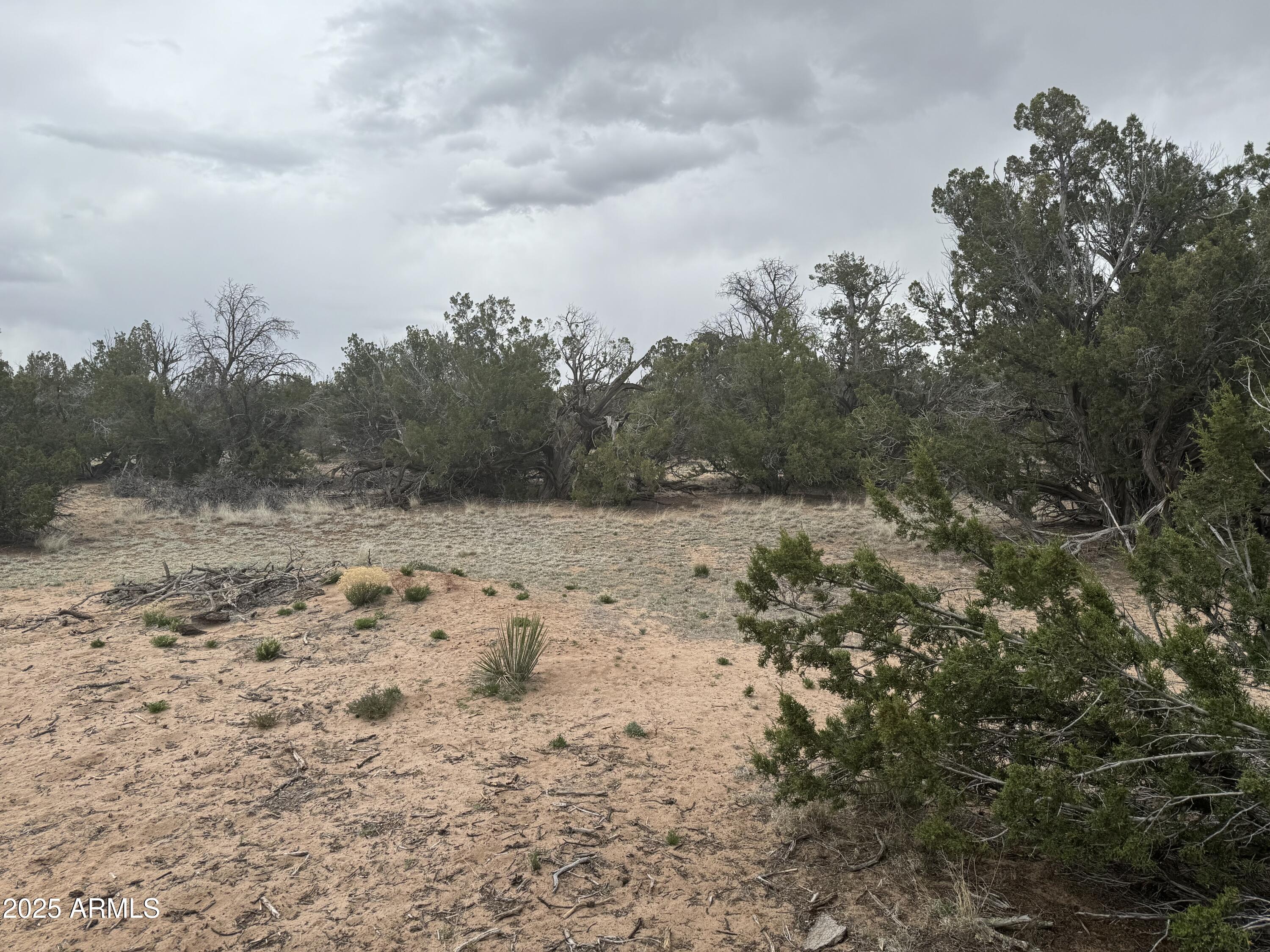 Lot 64 Sierra Mountain Ranch, Unit 64 St. Johns, AZ 85936 - Photo 30 of 38 a view of a dry yard covered with trees