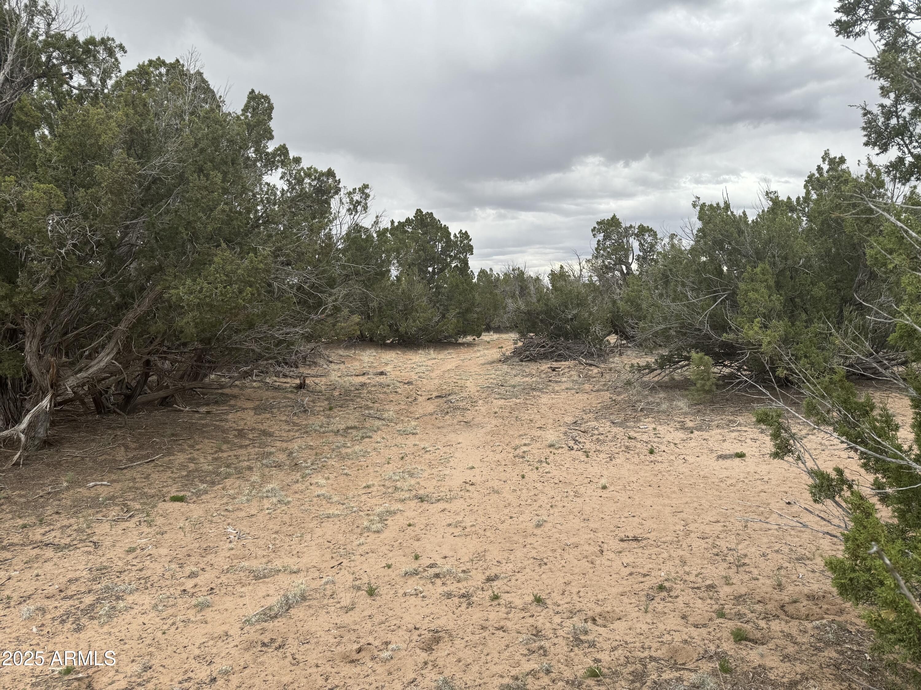 Lot 64 Sierra Mountain Ranch, Unit 64 St. Johns, AZ 85936 - Photo 32 of 38 a view of a dry yard with trees