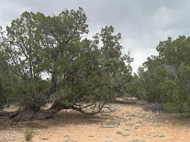 $100,000 | Lot 64 Sierra Mountain Ranch, Unit 64, St. Johns, AZ 85936