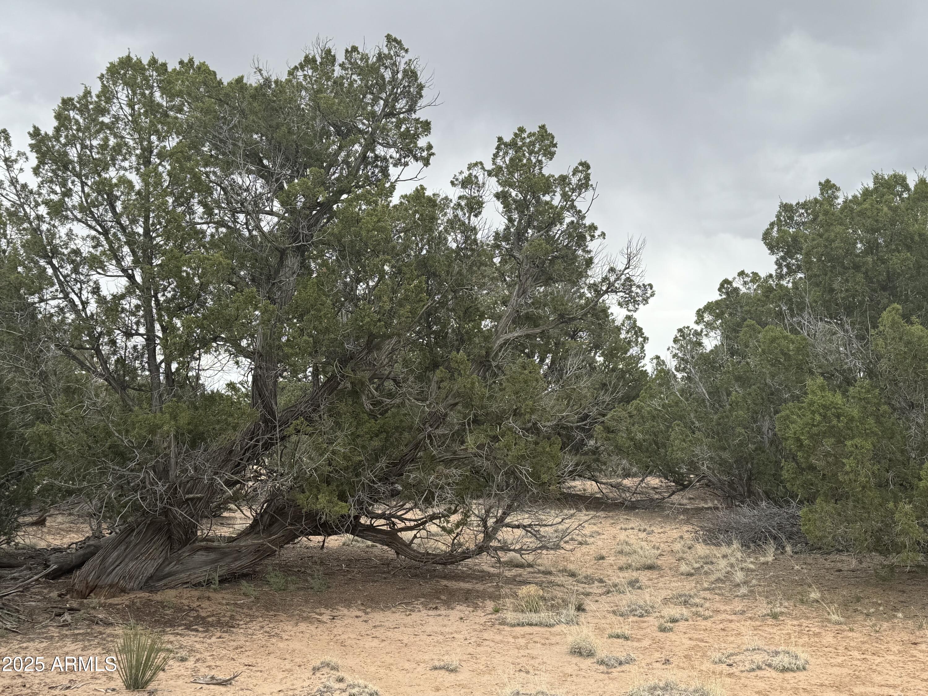 Lot 64 Sierra Mountain Ranch, Unit 64 St. Johns, AZ 85936 - Photo 33 of 38