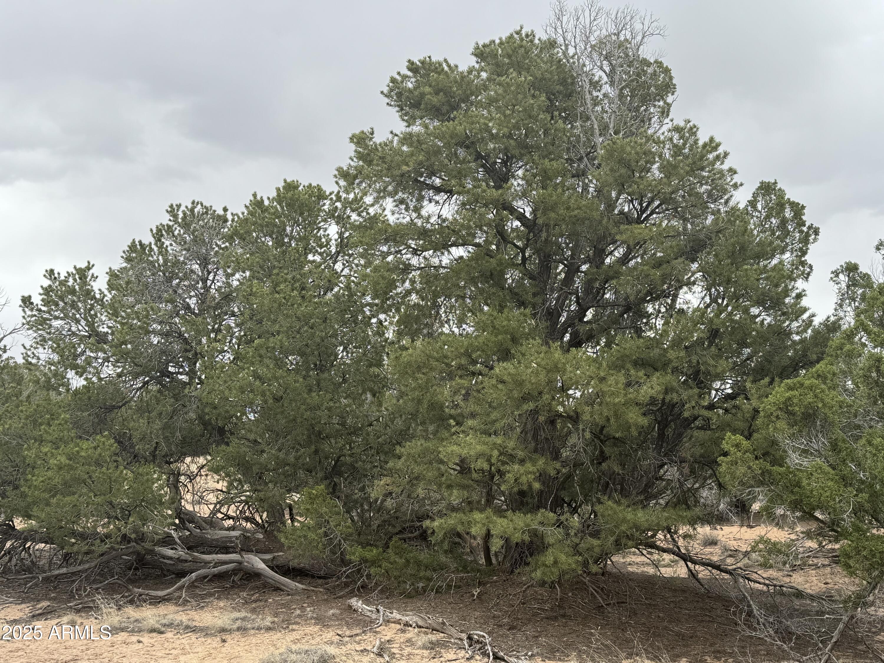 Lot 64 Sierra Mountain Ranch, Unit 64 St. Johns, AZ 85936 - Photo 34 of 38 a view of a tree