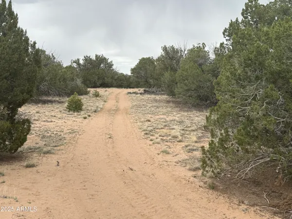 a view of road and trees