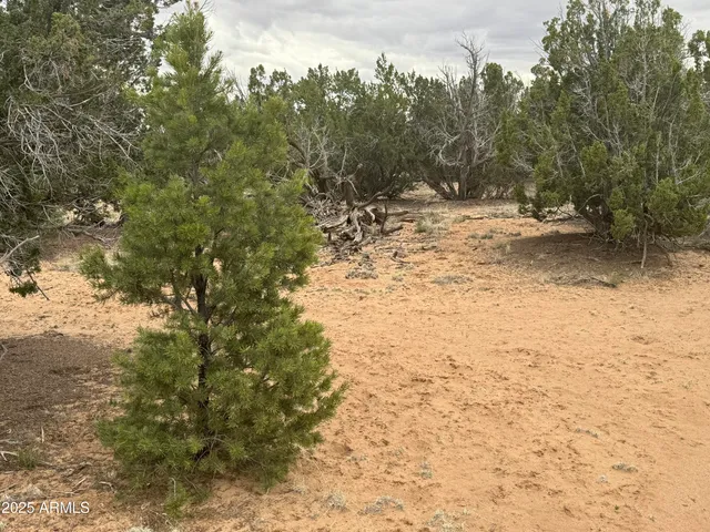 $100,000 | Lot 64 Sierra Mountain Ranch, Unit 64, St. Johns, AZ 85936