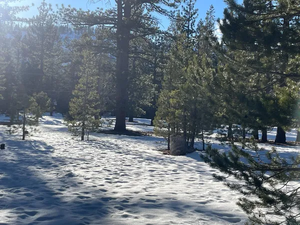 a view of a backyard with large trees