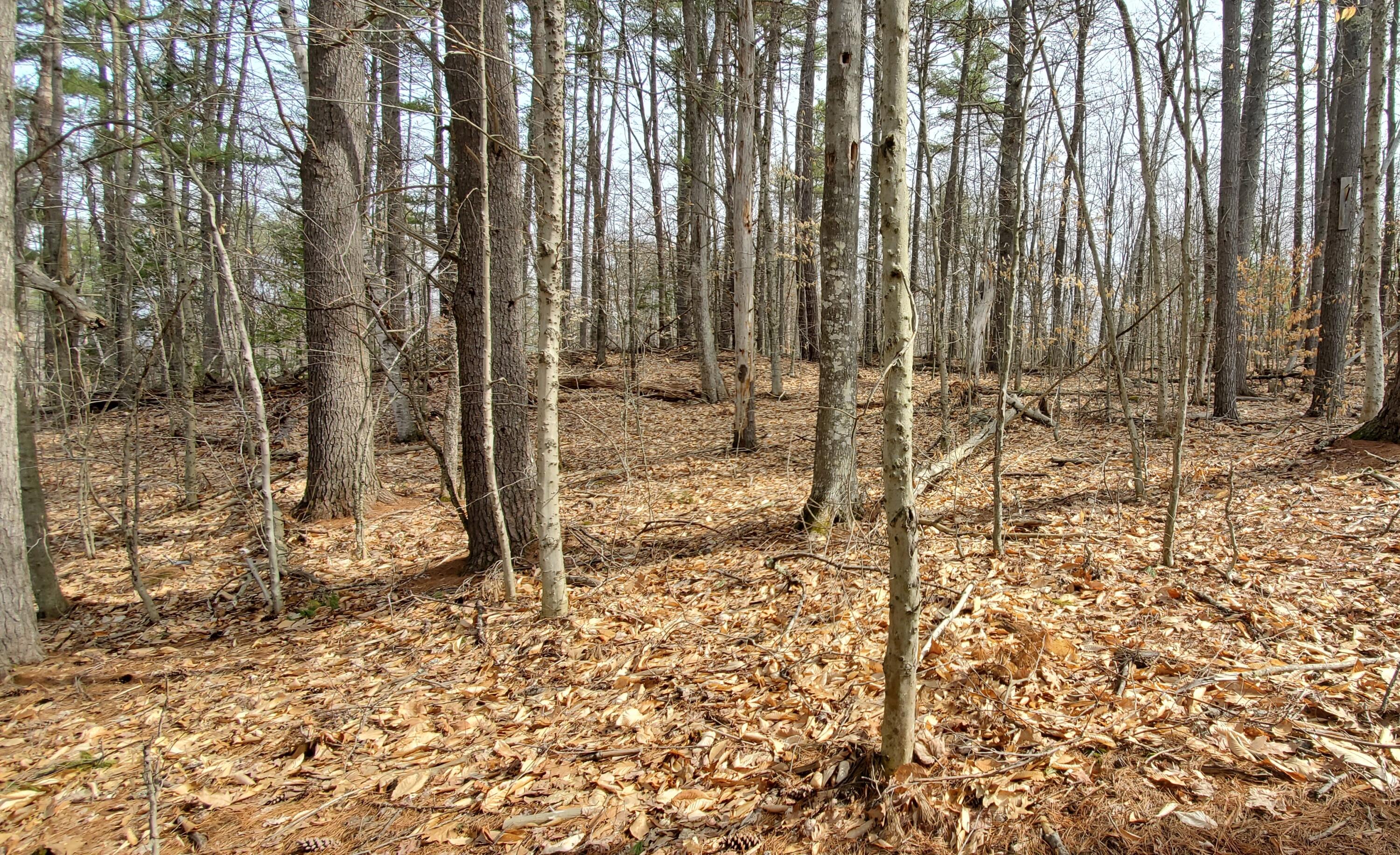 Lot 071 Gore Road Naples, ME 04055 - Photo 2 of 12 20220425_093257