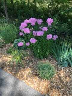 4015 Pilgrim Trail Greenbrier, TN 37073 - Photo 73 of 76 a view of a flower in a yard