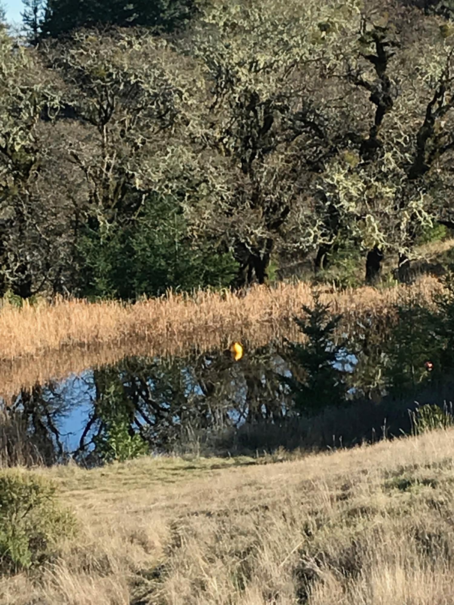 Lower Pond