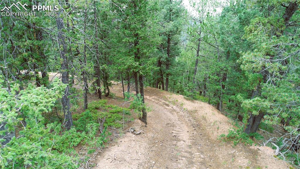 329 Paradiso Road Divide, CO 80814 - Photo 23 of 25 a view of a forest with trees in front of it