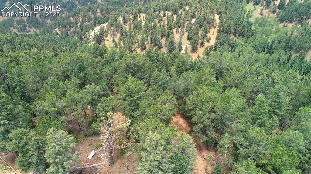 329 Paradiso Road Divide, CO 80814 - Photo 8 of 25 a close up of a plant in a garden