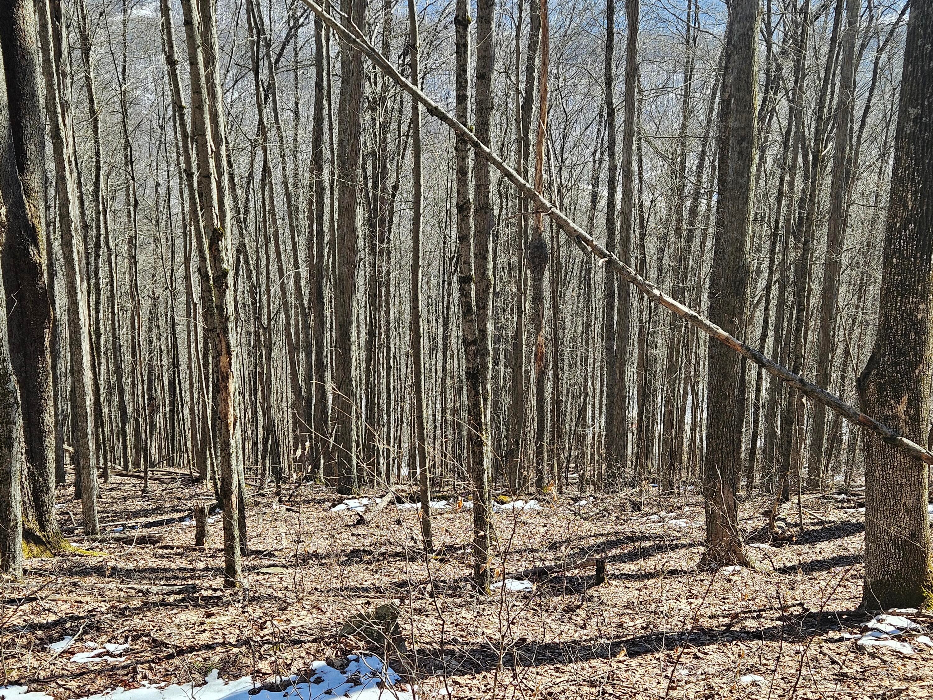 Lot 8 Upper Cherry Grove Road Slatyfork, WV 26291 - Photo 9 of 22 Gallery Image 9